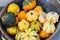 A bunch of small ripe pumpkins. Striped decorative green orange white pumpkin. Harvesting vegetables, Thanksgiving