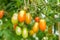 A bunch of small tomatoes of varying maturity in the greenhouse of a small vegetable farm