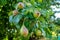 Bunch of small verdant green pears growing in the garden