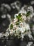 Bunch of small white flowers clumped together on a branch