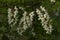 A bunch of snow-white acacia flowers among green leaves on a tree branch in evening lighting