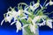 Bunch of snowdrop (Galanthus nivalis) flowers