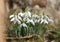 A bunch of snowdrops