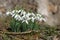 A bunch of snowdrops