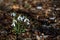 A bunch of snowdrops on a early spring background