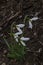 Bunch of snowdrops or Galanthus nivalis flowers in the garden, heralds of springtime, Sofia