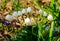 Bunch of snowflake flowers