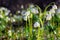 bunch of snowflake flowers on the forest glade