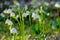 bunch of snowflake flowers on the forest glade