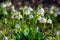 bunch of snowflake flowers on the forest glade