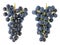 A bunch of sour black Isabella grapes - a view from both sides