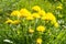 Bunch of sow-thistle at the summer meadow