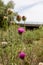 Bunch of spiked purple cardoon Cynara cardunculus blossomed flower. The stems of this edible thistle-like plant, usually grown