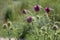 Bunch of spiked purple cardoon Cynara cardunculus blossomed flower. The stems of this edible thistle-like plant, usually grown