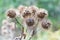 Bunch of spiky burrs in autumn ready to prickle and stick