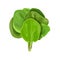 Bunch of Spinach fresh juicy raw leaves close up isolated on white. Healthy diet, vegetarian food, Sheaf