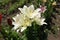 Bunch of spotted white flowers of lilies in June