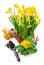 Bunch spring blossom yellow narcissus in wicker