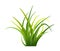 Bunch spring fresh greens isolated. Realistic Green grass. Vector objects isolated.