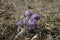 a bunch of spring Pasque flowers on the meadow