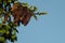 Bunch of spruce cones hanging from a branch on a blue sky background