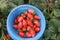 Bunch of strawberries in basket