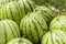 A bunch of striped watermelons laid on dried straw. For sale at an outdoor fruit stand