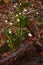 Bunch of summer snowflake blooming