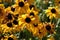 Bunch of Sunflower plants in the park under sunny weather