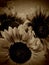 Bunch of Sunflowers close up hessian background