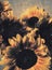 Bunch of Sunflowers close up hessian background