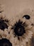 Bunch of Sunflowers close up hessian background