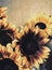 Bunch of Sunflowers close up hessian background