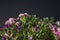 bunch of sweet lily (sweet william) flower close-up black background