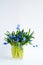 Bunch of tender squill scilla, galanthus blue flowers in a glass with water