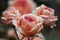 A bunch of three coral roses and bud roses in the park. Floral background. Soft focus