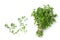 A bunch of thyme on a white isolated background. Seasoning, greens. Copy space