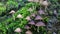 A bunch of toadstools. macro mushroom video in a humid place