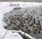 Bunch together that what ducks and geese do in the frozen of winter such a sight