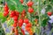 A bunch of tomato growing in agricultural organic farm