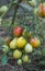 Bunch of tomatoes of different ripeness from green to red growing on a Bush