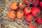 A bunch of tomatoes on a pile of straw