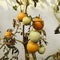 A bunch of tomatoes in their ripening stage