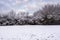 Bunch of trees covered by snow - winter background 4