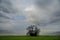 Bunch of trees in the green field with overcast sky