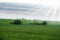 Bunch of trees in the green field with overcast sky