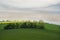 Bunch of trees in the green field with overcast sky