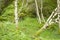 Bunch of trees in a lovely forest in Norway