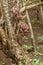 A bunch of tropical Salak fruits on a palm tree with sharp long spines and several meters long leaves. Fruits grow in clusters at