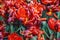 Bunch of tulip flowers close up for background, flowerbed untypical macro, many petails bright colored